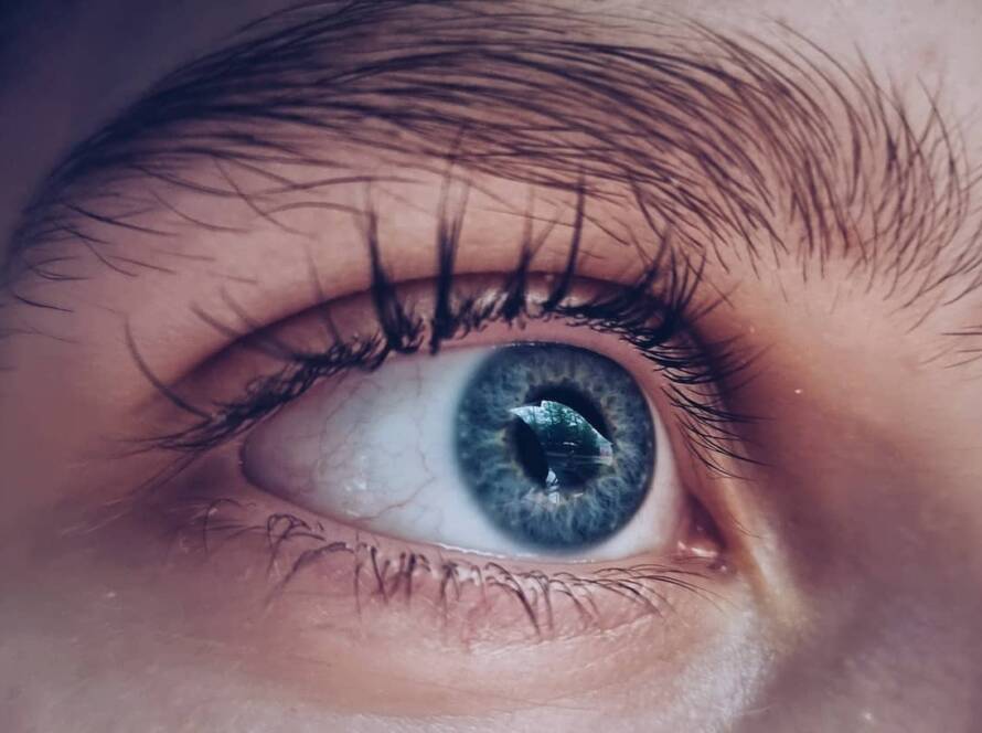 estructura de los ojos