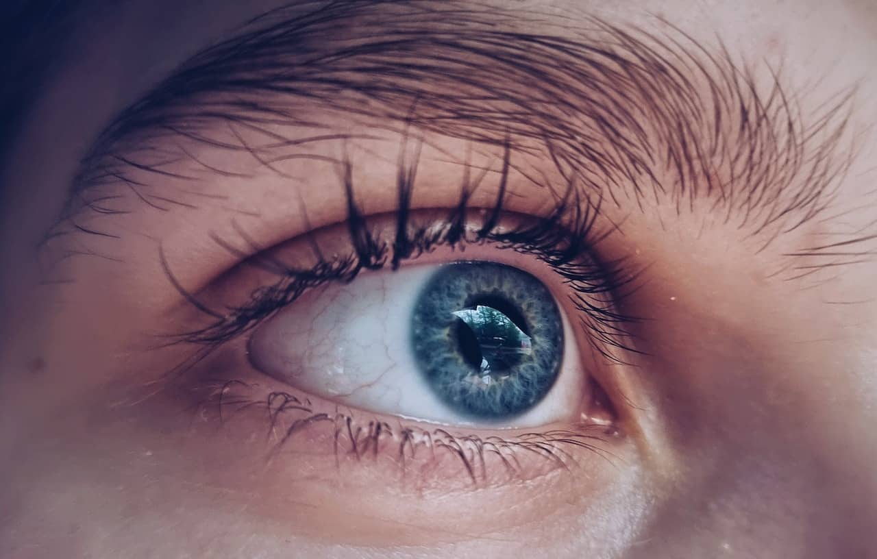estructura de los ojos