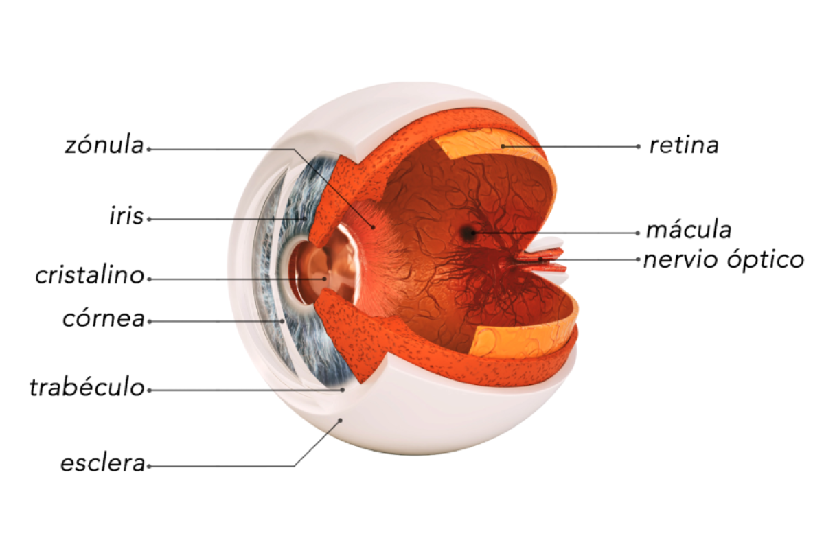 Descripción partes del ojo